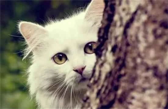 Which fruits should cats not eat?