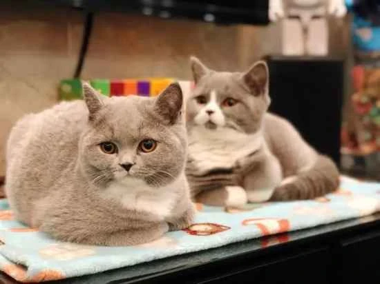 Are cats afraid of the cold? What temperature is suitable? Below what temperature do they need to be kept warm?