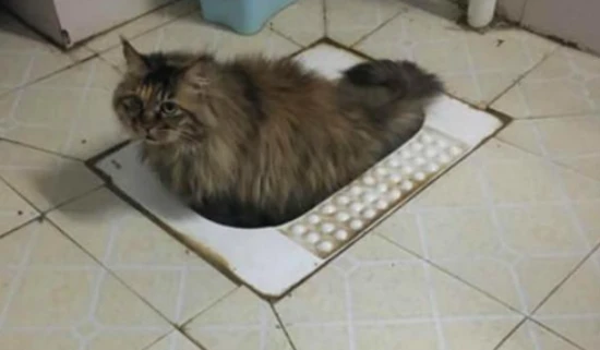 My cat keeps howling in the bathroom.