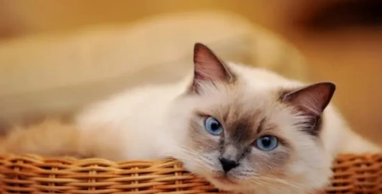 Why do people say that it's best to get a male cat?