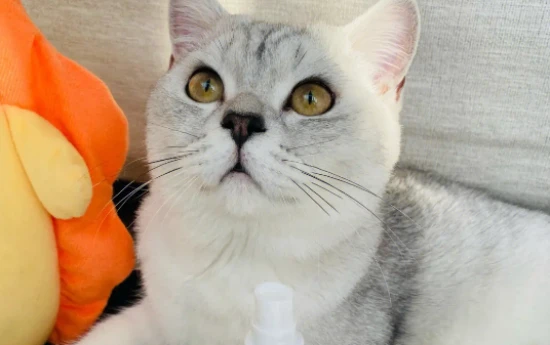 How often should a cat be dewormed?