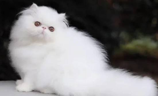 What should I do if my Persian cat has sparse fur?