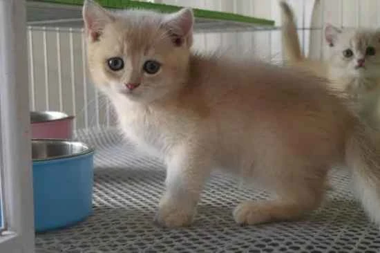 Why do kittens get ear mites?