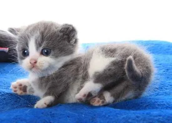 Can cats drink coconut milk?