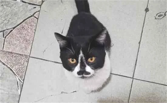 What does "极霸猫" mean?