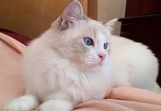 Do you know what cats eat to maintain a healthy coat?