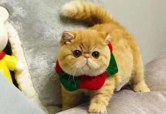 Can a three-month-old kitten eat egg whites?