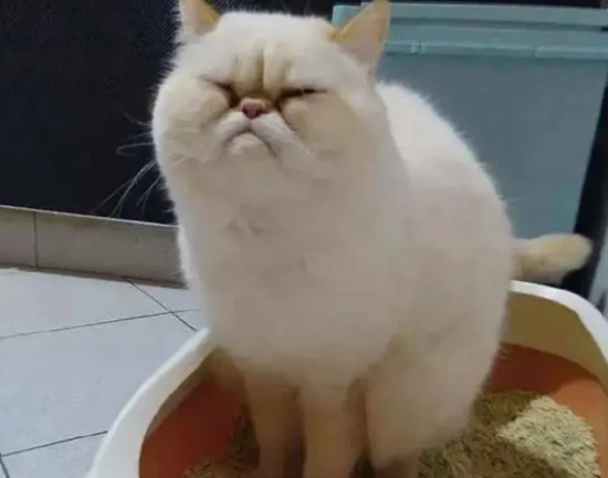 Causes and solutions for cat bedwetting