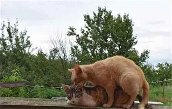 What does it look like when a cat is in heat?