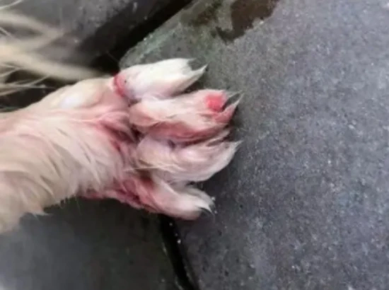 Is loving cats yet abusing them a mental illness?