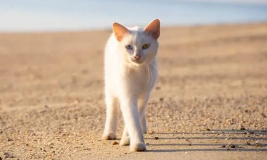 Can cats be brought on high-speed trains?