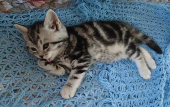 Should you force-feed a kitten that won't eat?