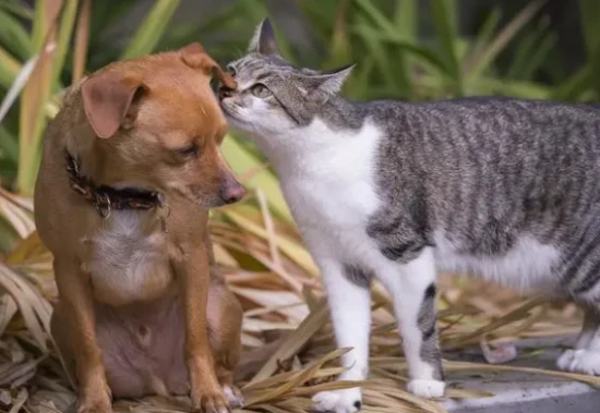 Which has a stronger smell, a cat or a dog?