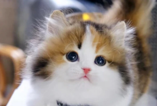 Can cats eat mushrooms? 猫咪可以吃蘑菇吗