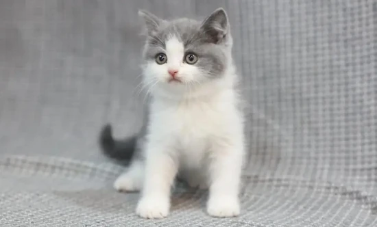 How to remove odors from a cat's home