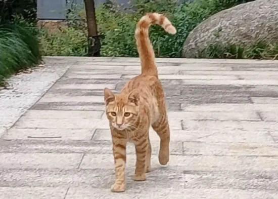 What does it mean when a cat's tail is held upright?