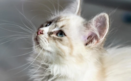 为什么越来越多的人喜欢猫咪