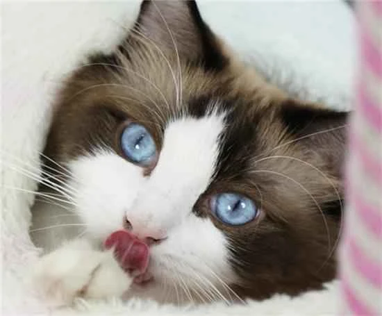 新手养猫100问，养前深思，养后不弃的责任之旅