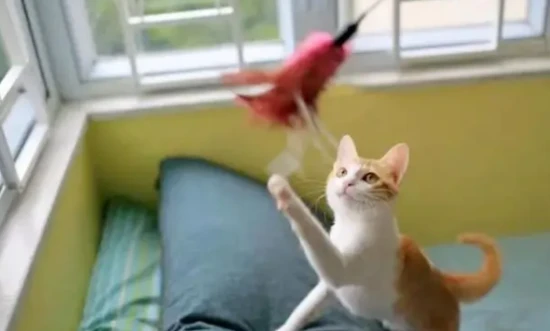 What are the benefits of keeping a cat at home?