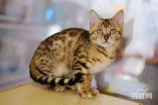 Cat eye discharge reddish-brown