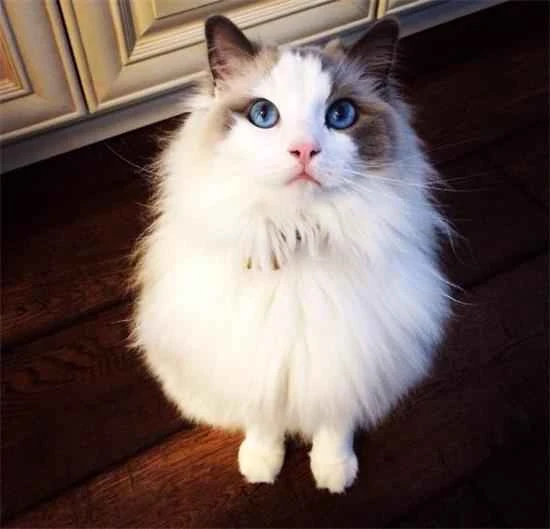 How to treat external parasites in cats?