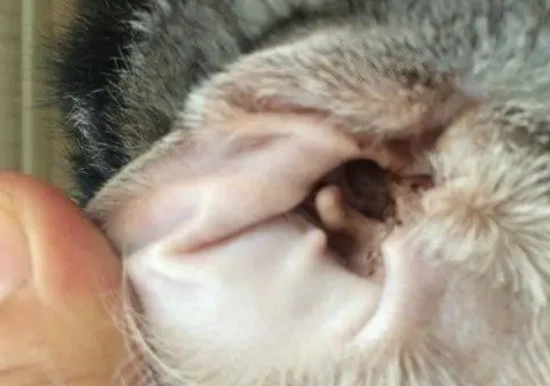 There is watery discharge in the cat's ears.