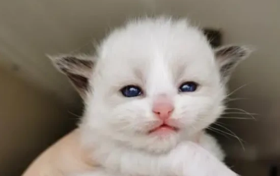 How to feed a 50-day-old kitten