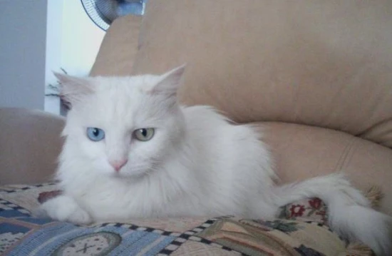 What are the benefits of sleeping with a cat?