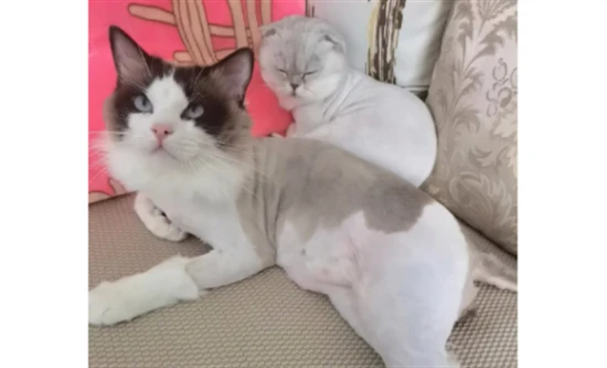 How long does it take for a cat's fur to grow back after being shaved?