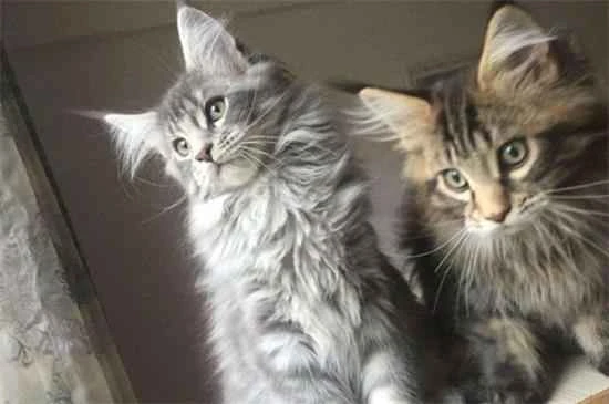 The cat's voice is hoarse.