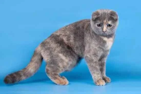 How to use external parasite medication for cats?