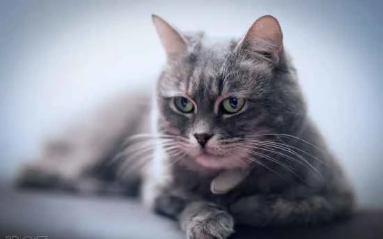 Can cats eat basa fish?