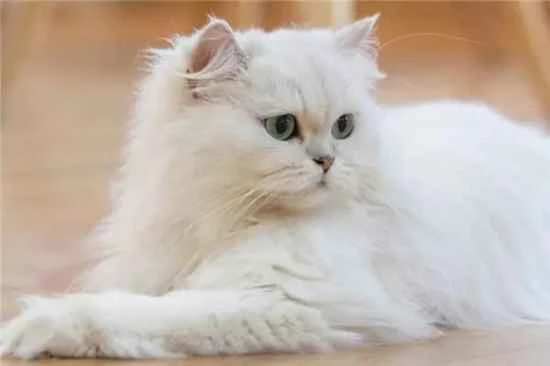 The cat suddenly stopped eating without any other symptoms.