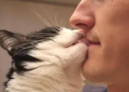Do cats know when their owners are being affectionate?
