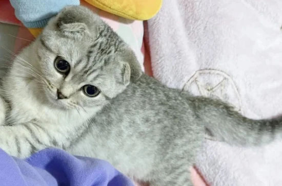 Is it normal for a cat not to poop for a day?