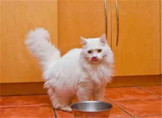 Does having a cat upstairs affect the downstairs neighbors?