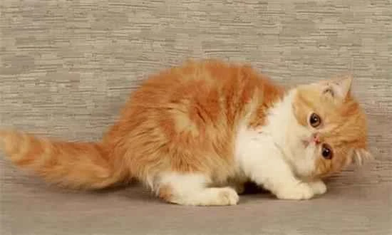 Why doesn't Garfield poop?