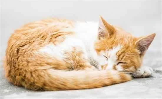 Do cats snore like humans when they sleep?