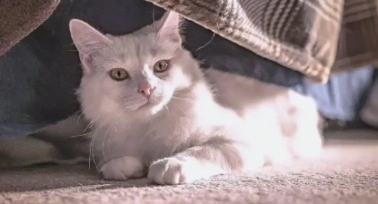 What to do if your cat has localized hair loss and dandruff?