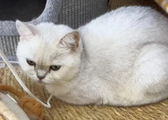 How to completely eliminate cat ear mites