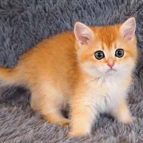 How to understand a cat's body language?