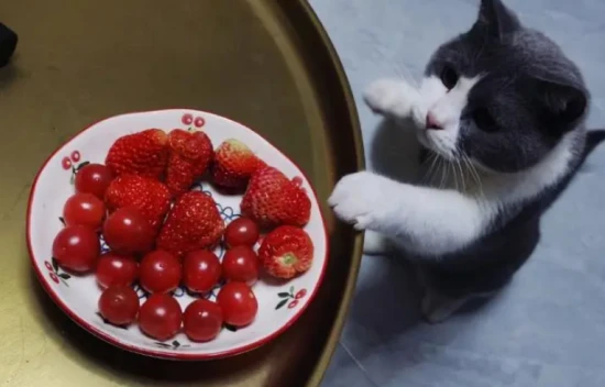 Can cats eat strawberries?