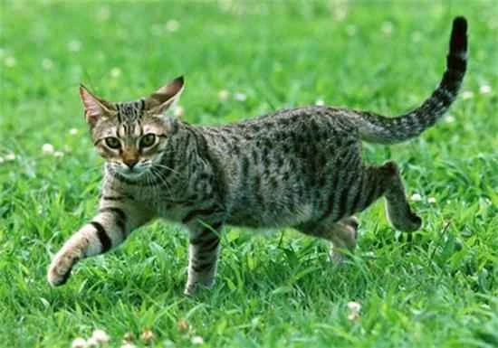 What are the characteristics of the American Wirehair cat?