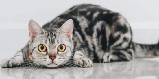 What are the symptoms of hairballs in cats? What causes hairballs to vomit?