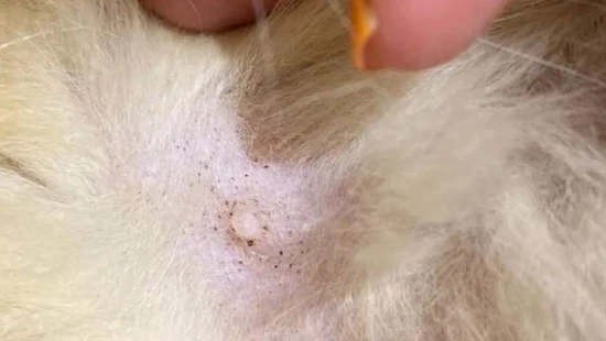 What should I do if my newborn kitten has fleas?