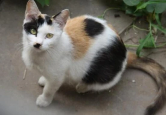 Does the cat prefer the call of the male or female lead?