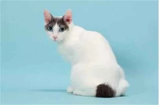 Symptoms of constipation in cats. What are the symptoms of constipation in cats?