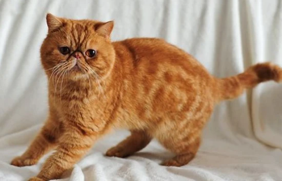 Why are there white, rice-grain-like worms on my cat?