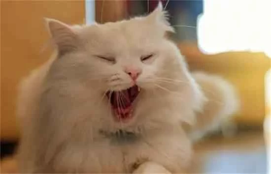 Should you stop a big cat from hissing at a kitten?