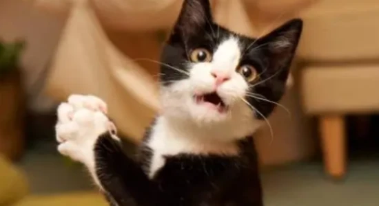 The cat's meow sounds like a child crying, it's terrifying.